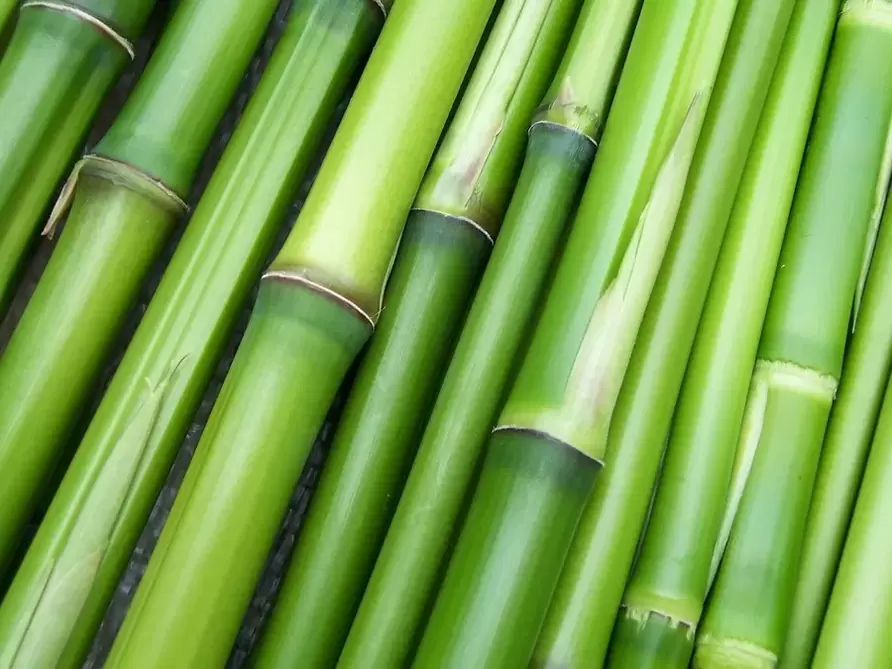 amulet pre šťastie-bambus